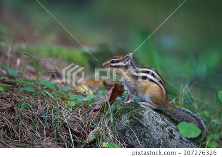 Ezo chipmunk came looking for food, a wild animal of Hokkaido Ezo chipmunk came looking for food, a wild animal of Hokkaido 107276326