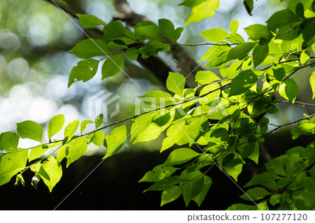 Fresh green 107277120