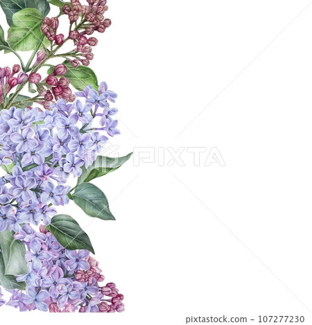 Square blank with purple lilac flowers. Watercolor illustration. Hand drawn on a white background.Empty space for text. Copyspace. Card template in floral style. Frame with a place for an inscription 107277230