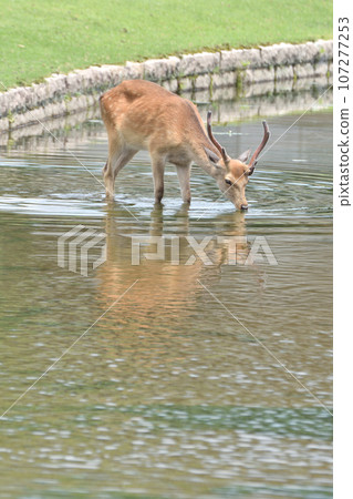 Nara deer Nara deer 107277253