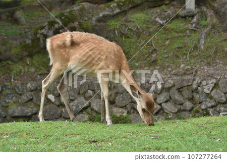 Nara deer Nara deer 107277264