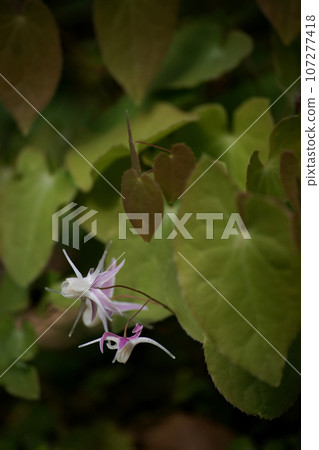 淡水韭菜 107277418