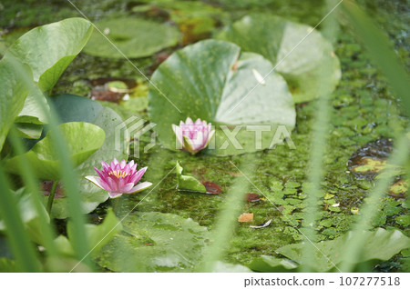 Pink water lily flowers blooming in the pond 107277518