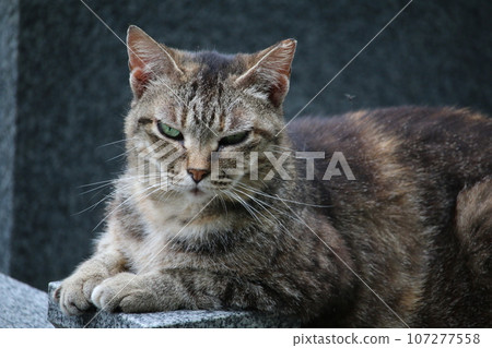 松山石手寺貓 107277558
