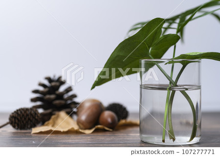 小樹堅果 107277771