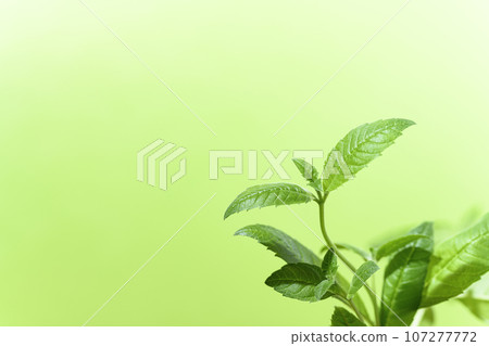 Lemon balm 107277772