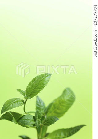 Lemon balm 107277773