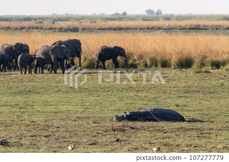 Hippo resting on land Hippo resting on land 107277779