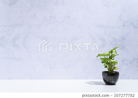 Syngonium planted in a small pot 107277782