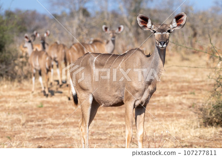 Kudu in Chobe national park 107277811