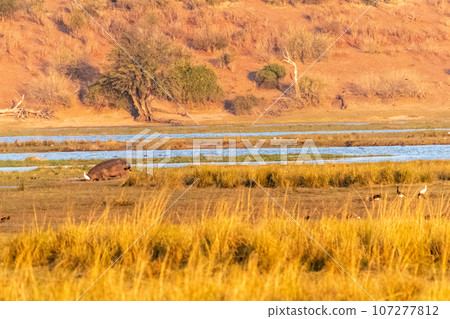 Grazing Hippo in Chobe National Park Grazing Hippo in Chobe National Park 107277812