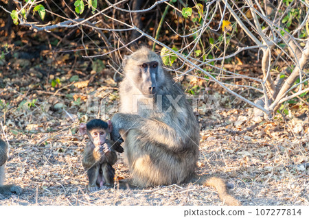 Baboon family in Chobe Baboon family in Chobe 107277814