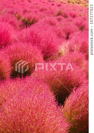 日立海濱公園的秋葉開始變色,地膚樹聚集在一起 日立海濱公園的秋葉開始變色,地膚樹聚集在一起 107277823