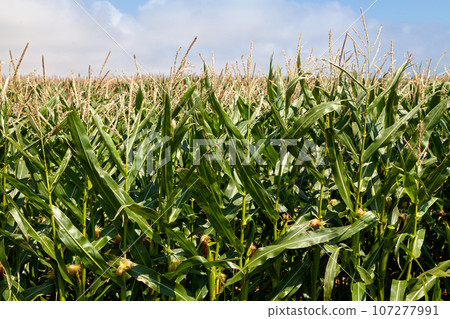 Corn field ready for harvest 107277991