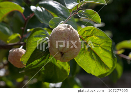 Quinces still hanging from the tree Quinces still hanging from the tree 107277995