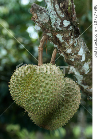 Durians hanging from the tree 107277996