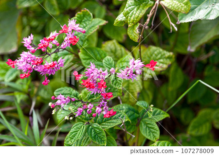 Bleeding Heart Vine flowers 107278009