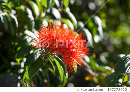 Combretum constrictum flower Combretum constrictum flower 107278010
