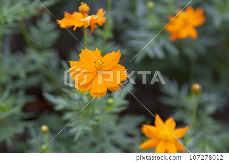 Orange Cosmos sulphureus flowers Orange Cosmos sulphureus flowers 107278012