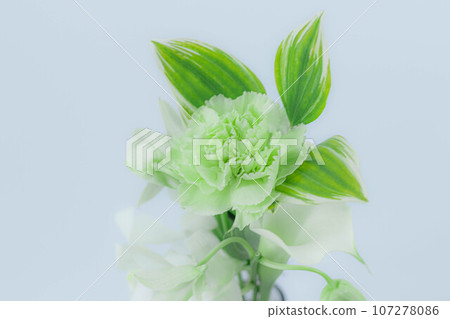 Healing flowers: close-up of green carnations 107278086