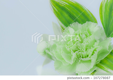 治愈花：綠色康乃馨特寫 107278087