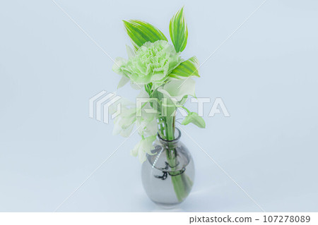 治愈花:綠色康乃馨特寫 治愈花:綠色康乃馨特寫 107278089