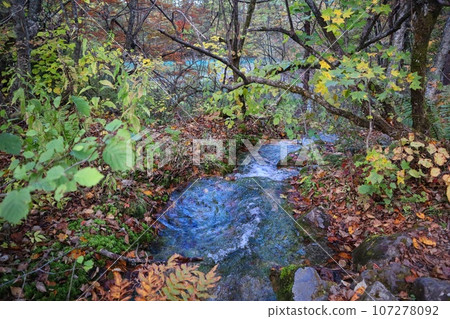 Autumn leaves forest and stream, Urabandai, Fukushima Prefecture 107278092