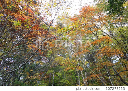 Autumn Leaves Forest, Urabandai, Fukushima Prefecture Autumn Leaves Forest, Urabandai, Fukushima Prefecture 107278233