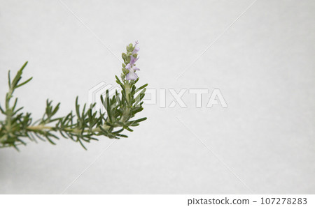 Rosemary flower with shadow on white background Rosemary flower with shadow on white background 107278283