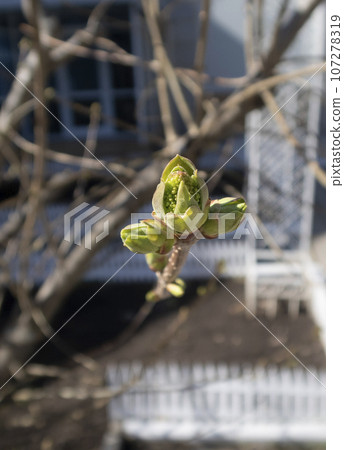 A close-up view of the budding leaves of a tree in spring 107278319