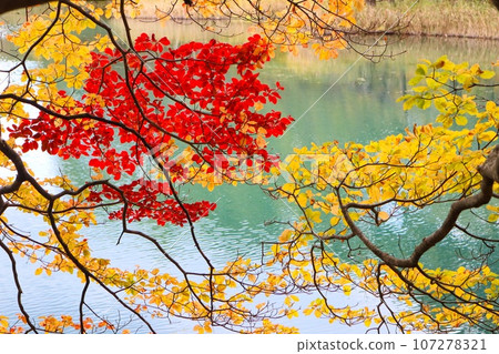 Autumn leaves and water surface, Goshikinuma, Fukushima Prefecture Autumn leaves and water surface, Goshikinuma, Fukushima Prefecture 107278321