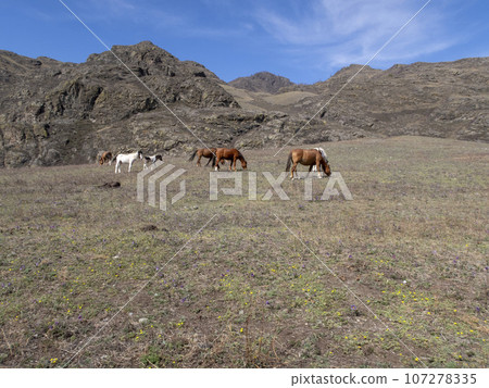 A herd of horses graze in a high-altitude valley in the Altai Mountains in spring A herd of horses graze in a high-altitude valley in the Altai Mountains in spring 107278335