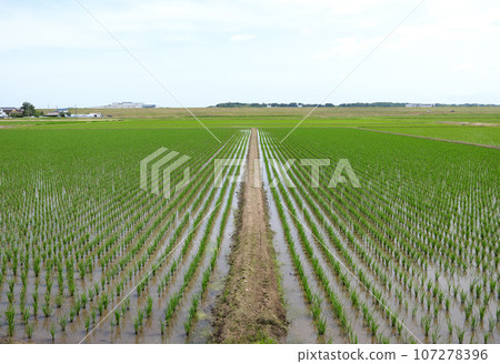 Walking around Kawachimachi 107278396