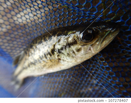 Black Bass Black Bass 107278407