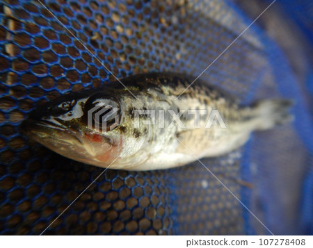 Black Bass Black Bass 107278408