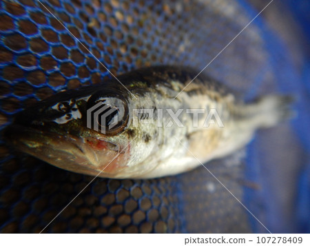 Black Bass 107278409
