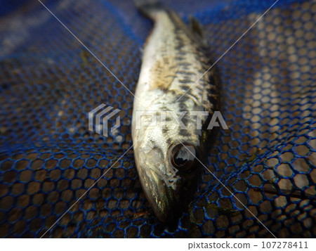 Black Bass Black Bass 107278411