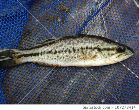 Black Bass Black Bass 107278414