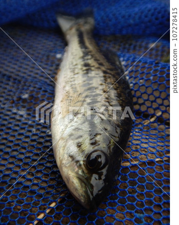Black Bass 107278415