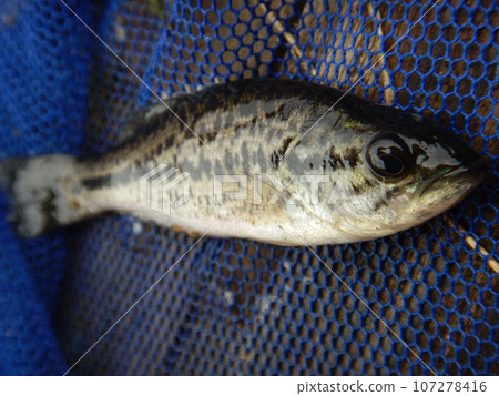 Black Bass Black Bass 107278416
