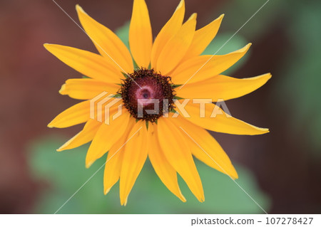Rudbeckia 0010 Rudbeckia 0010 107278427