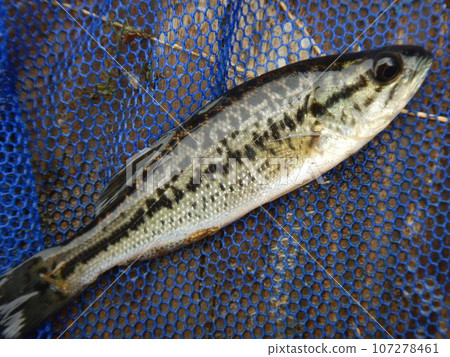 Black Bass 107278461