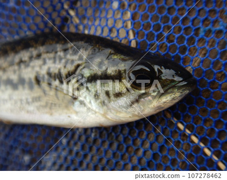 Black Bass 107278462