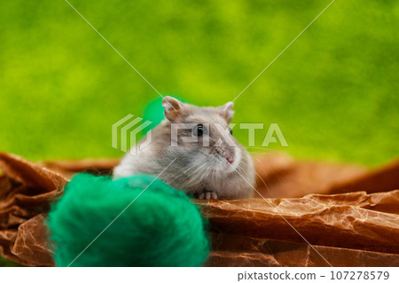 cute hamster djungarian 107278579