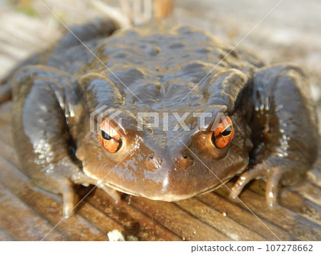 Toad 107278662