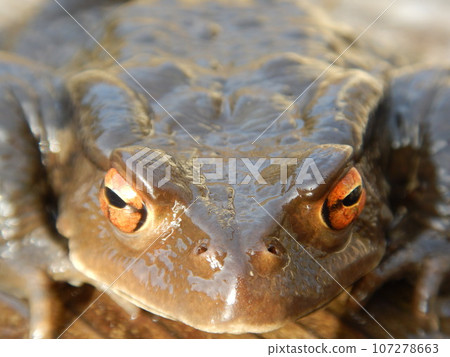 Toad Toad 107278663