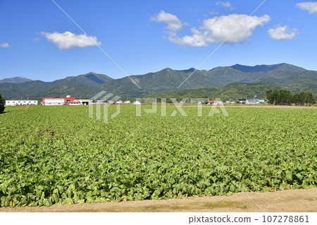 Photographing the scenery of a fruitful beet field in Imakane Town, Hokkaido in autumn Photographing the scenery of a fruitful beet field in Imakane Town, Hokkaido in autumn 107278861