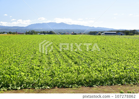 拍攝北海道今金町碩果累累的甜菜田的秋天景色 107278862