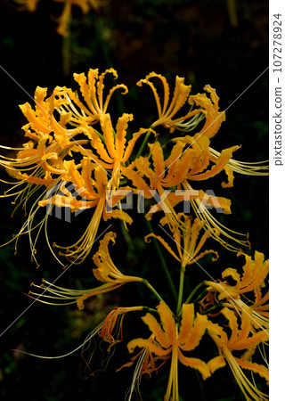 Yellow cluster amaryllis blooming on the Hieda River bank 107278924