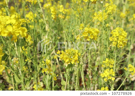Rape blossoms 107278926